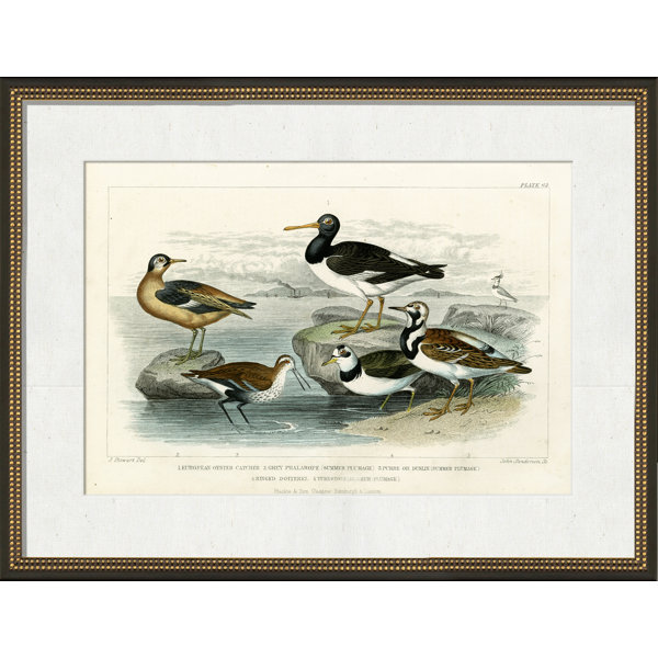 Wendover Art Group European Oyster Catcher Framed On Paper Painting